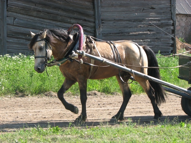 Eesti hobuste kasutamine